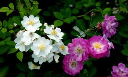 不怕迟来的谚语