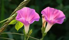 秋天植物拟人句