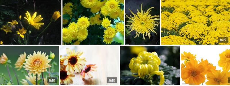 描述菊花的拟人化