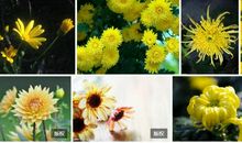 描写菊花拟人句