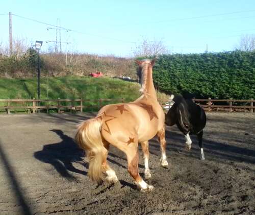 写马的拟人化句子