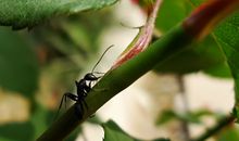 百年的大树歇后语