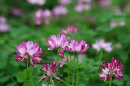 尽管我现在很累,但我想起将来盛开的花朵,那将是如此美丽