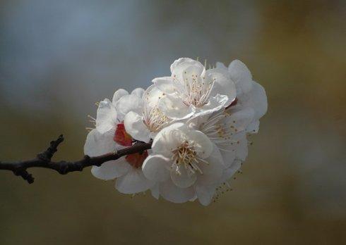 写出杏花的比喻句