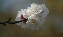 写杏花的比喻句