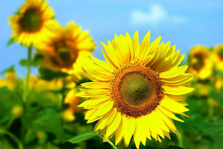 强迫自己坚强，乐观，每天充满活力1