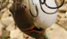 买干鱼放生歇后语