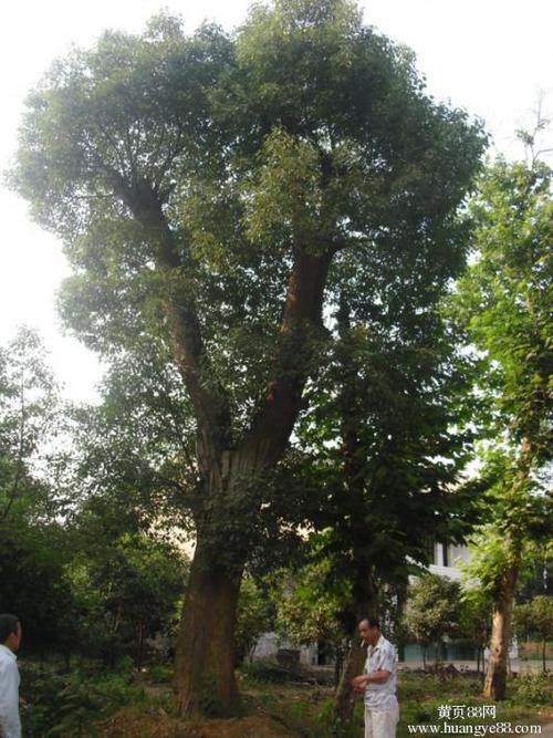 樟树的寓言句子