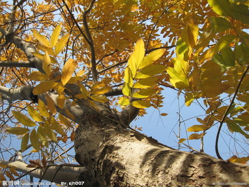 秋季拟人句子初中