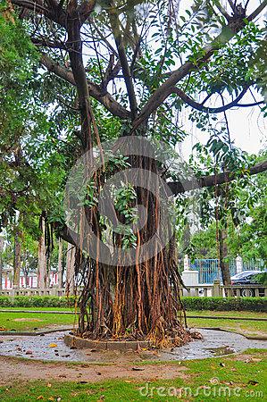 大榕树的比喻句