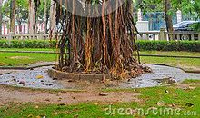 大榕树的比喻句