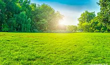 草地真绿比喻句