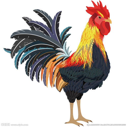 公鸡的寓言