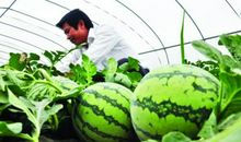 断了藤的西瓜歇后语