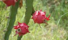 火龙果的比喻句