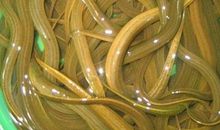 蛇吃黄鳝的歇后语