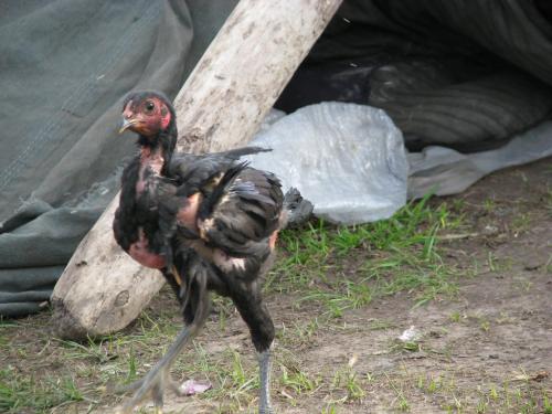 关于西瓜的寓言