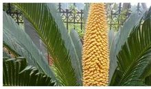 铁树开花歇后语