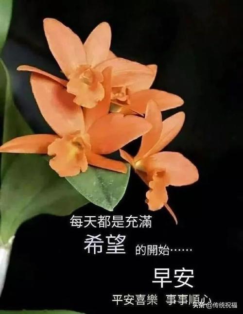 明媚的阳光