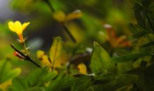 迎春花的比喻句