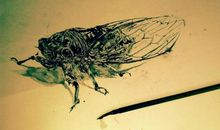 关于蝉的比喻句