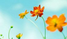 描写人生感悟的句子大全【236句】