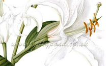 百合花的比喻句