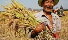 农民劳作的谚语