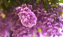 紫藤花的比喻句