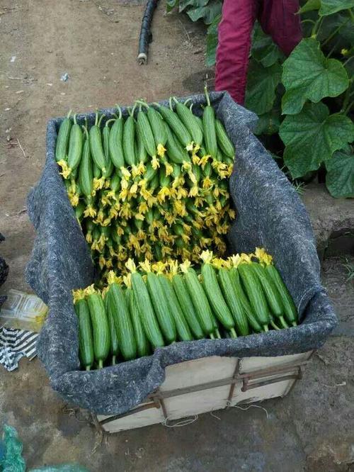 八月份的黄瓜棚