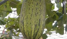 哈密瓜的比喻句