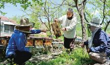 小蜜蜂写比喻句