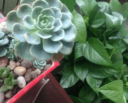 阶级凝聚力的口号