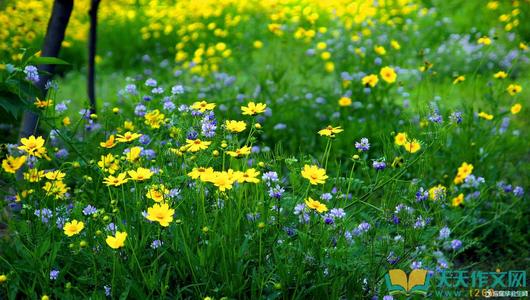 春天之美的寓言