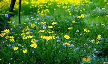 春天美景的比喻句