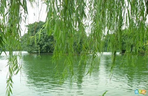 柳树看起来像什么比喻