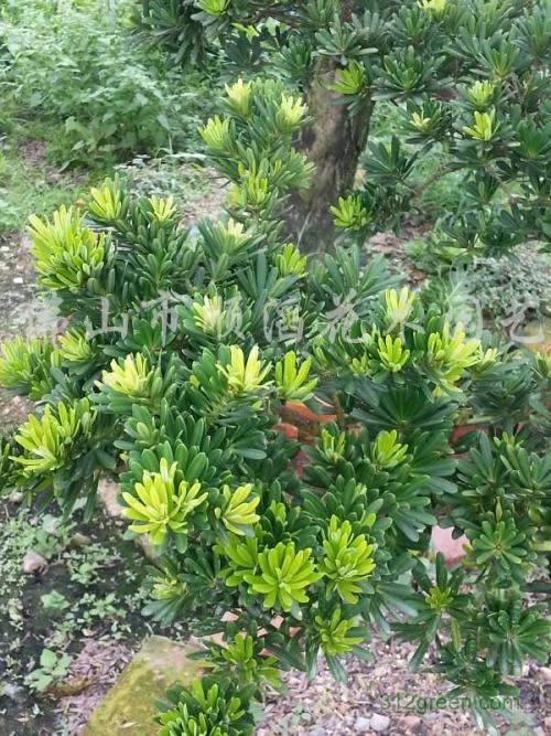 描述幼苗的隐喻句子