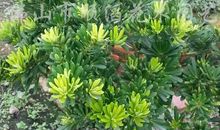 描写秧苗的比喻句