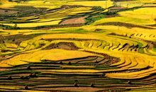 秋天田野的比喻句