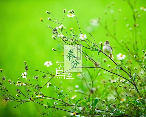 春分节气的祝福