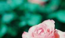 有哲理的句子赏析，关于有哲理的句子