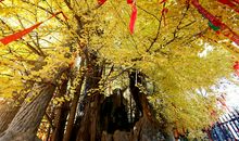 有关落叶的比喻句