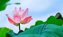 写荷叶的比喻句