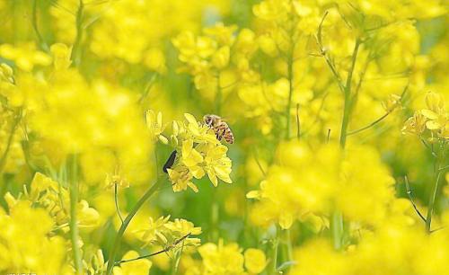 形容花海的比喻