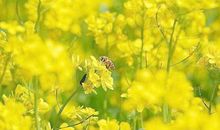 形容花海的比喻句