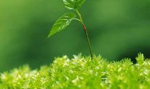 春天的景色比喻句