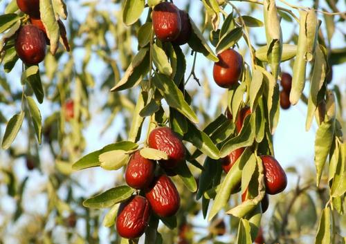 一棵大树长什么样