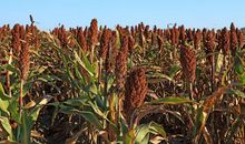 高粱成熟了比喻句