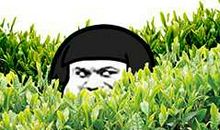 蚂蚱斗公鸡歇后语