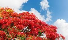 写凤凰花的比喻句